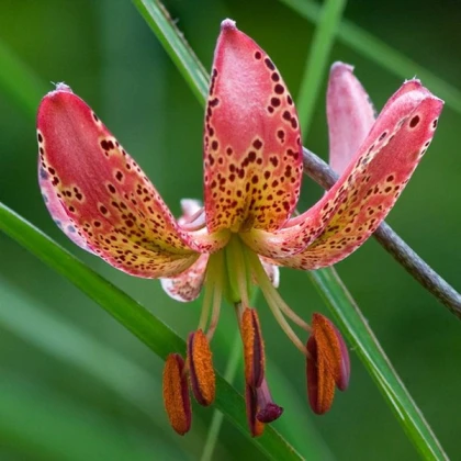 Lilie Martagon Manitoba - Lilium - cibule lilie - 1 ks