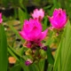 Kurkuma růžová - Curcuma alismatifolia - hlízy kurkumy - 1 ks