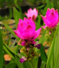 Kurkuma růžová - Curcuma alismatifolia - hlízy kurkumy - 1 ks
