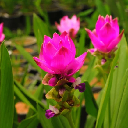 Kurkuma růžová - Curcuma alismatifolia - hlízy kurkumy - 1 ks