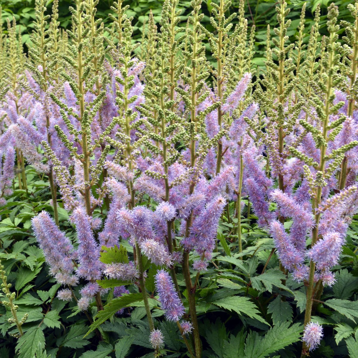Čechrava Pumila - Astilbe - hlízy čechravy - 1 ks