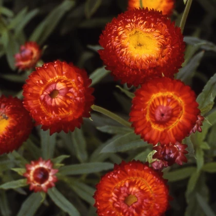 Slaměnka Scarlet - Helichrysum bracteatum - semena slaměnky - 500 ks