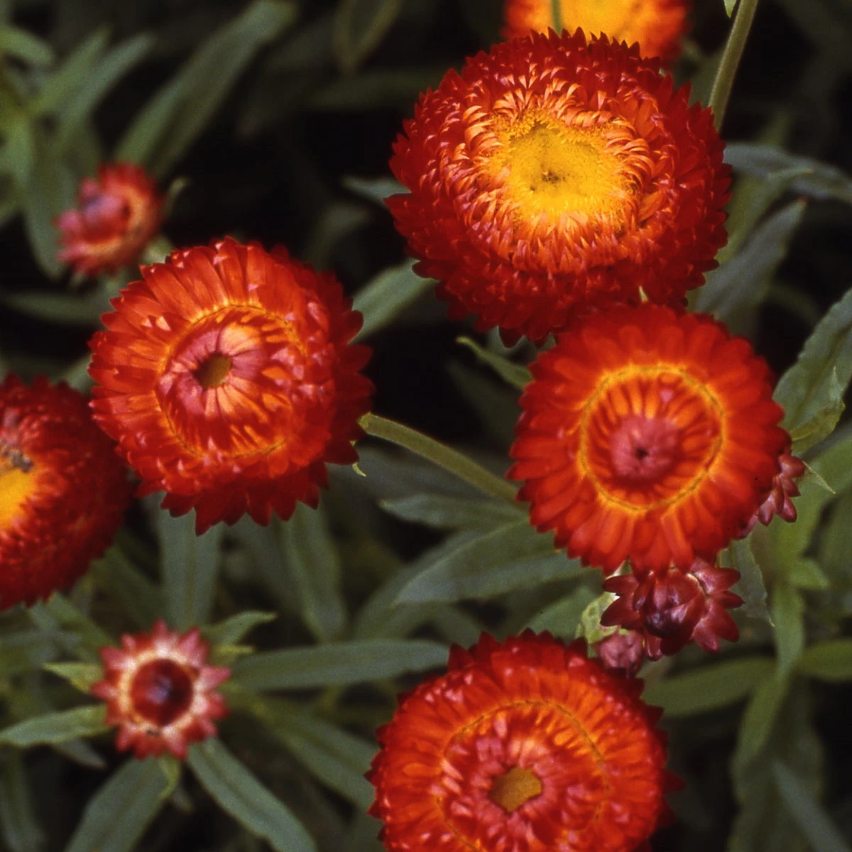 Slaměnka Scarlet - Helichrysum bracteatum - semena slaměnky - 500 ks