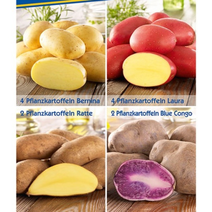 Sadbové brambory - 4 druhy- Solanum tuberosum - 12 ks