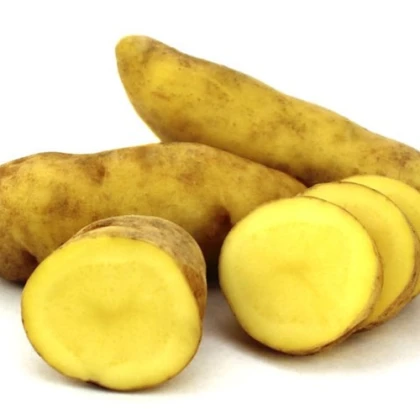 Sadbové brambory Ratte - Solanum tuberosum - 5 ks