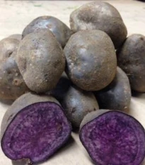 Sadbové brambory Blue Congo - Solanum tuberosum - brambory - 5 ks