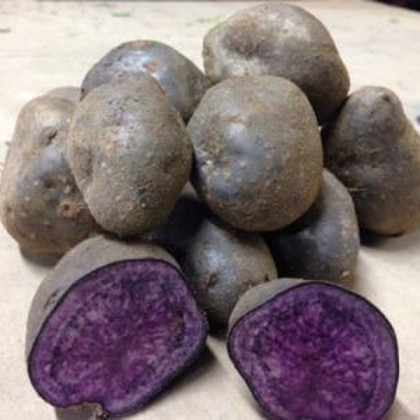 Sadbové brambory Blue Congo - Solanum tuberosum - brambory - 5 ks
