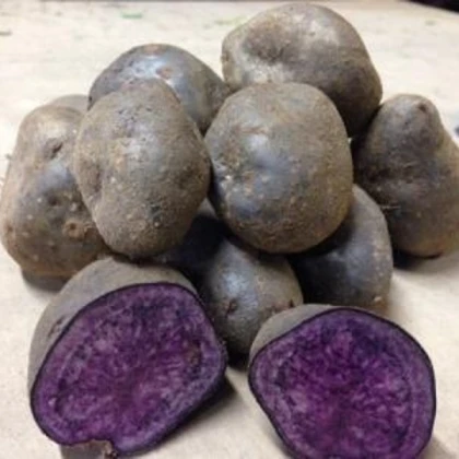 Sadbové brambory Blue Congo - Solanum tuberosum - brambory - 5 ks
