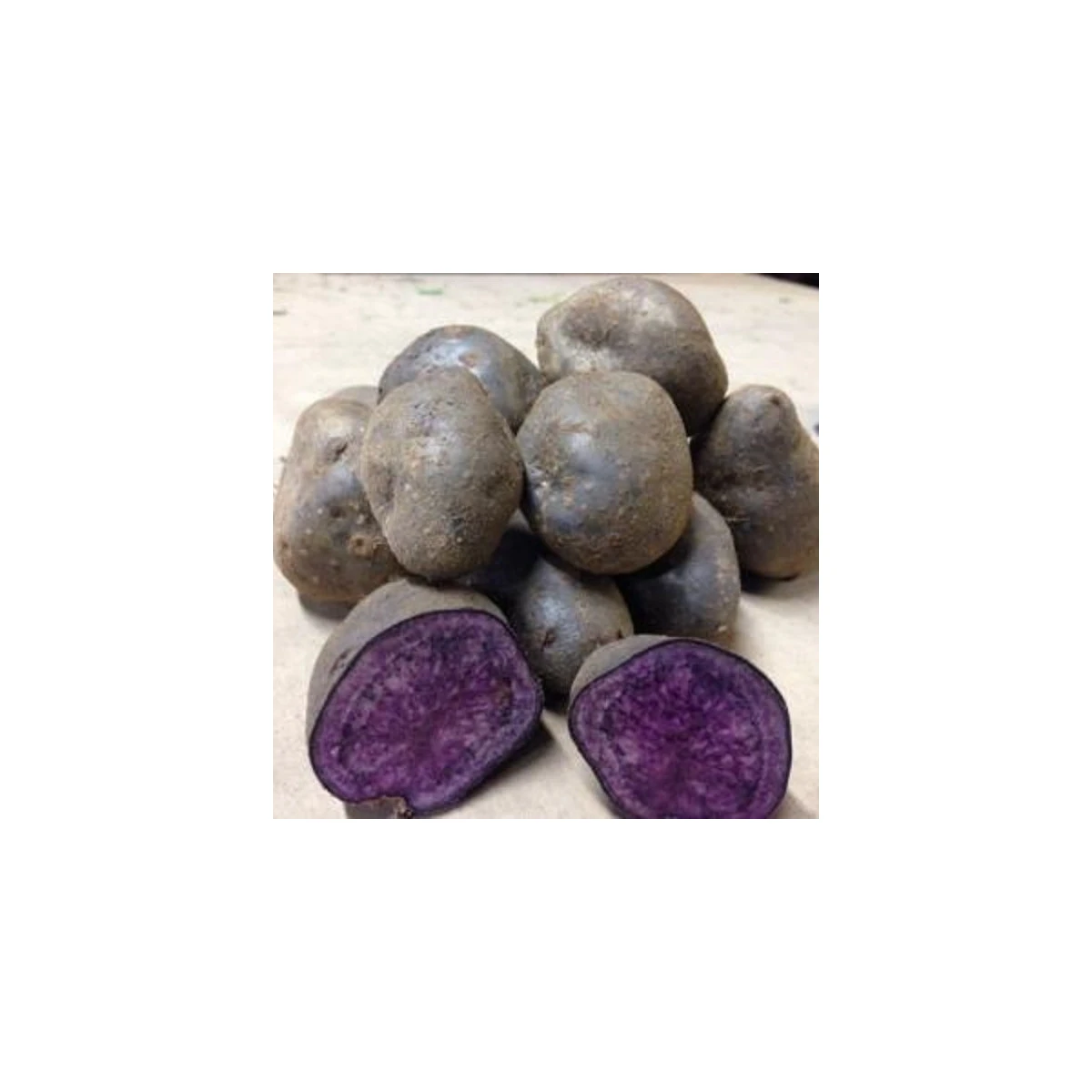 Sadbové brambory Blue Congo - Solanum tuberosum - brambory - 5 ks