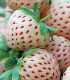 Jahodník Pineberry - Fragaria ananassa - prostokořenné sazenice jahodníku - 2 ks