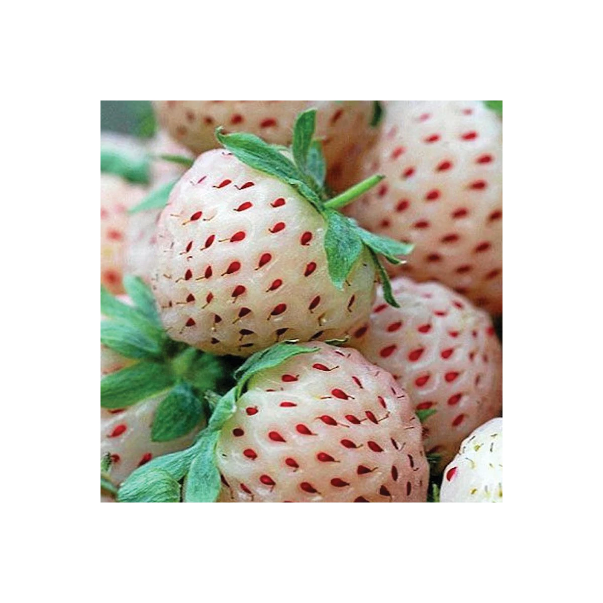 Jahodník Pineberry - Fragaria ananassa - prostokořenné sazenice jahodníku - 2 ks