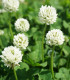 Zelené hnojení - Bílý jetel - semena - 60 g