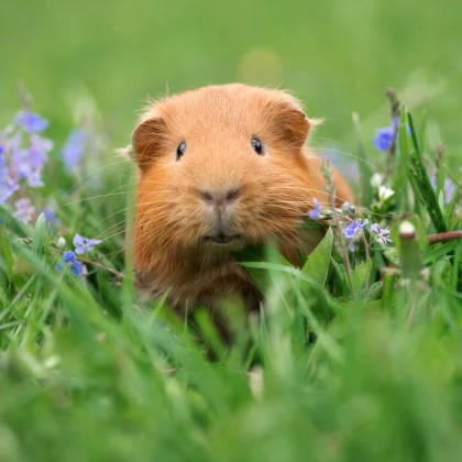 Tráva pro morčata - semena Kiepenkerl - 1 ks