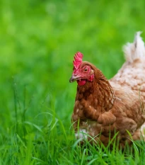 Tráva pro slepice - semena Kiepenkerl - 25 g