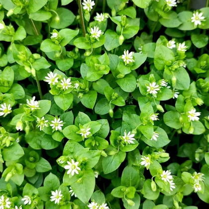 Ptačinec pro ptáky - semena Kiepenkerl - 1 ks