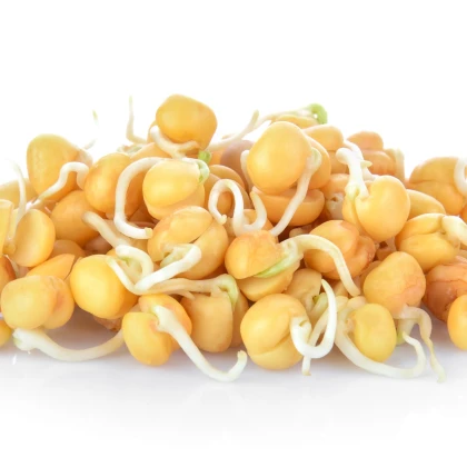 BIO Cizrna beranní - bio semena na klíčení - 200 g