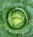 Kapusta hlávková Předzvěst - Brassica oleracea var. Sabauda - semena kapusty - 100 ks