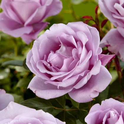 Růže velkokvětá pnoucí fialová - Rosa - prostokořenné sazenice růže - 1 ks