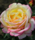 Růže velkokvětá keřová žlutorůžová - Rosa - prostokořenné sazenice růže - 1 ks