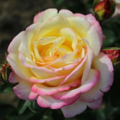 Růže velkokvětá keřová žlutorůžová - Rosa - prostokořenné sazenice růže - 1 ks