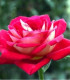 Růže velkokvětá keřová červenobílá - Rosa - prostokořenné sazenice růže - 1 ks