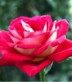 Růže velkokvětá keřová červenobílá - Rosa - prostokořenné sazenice růže - 1 ks