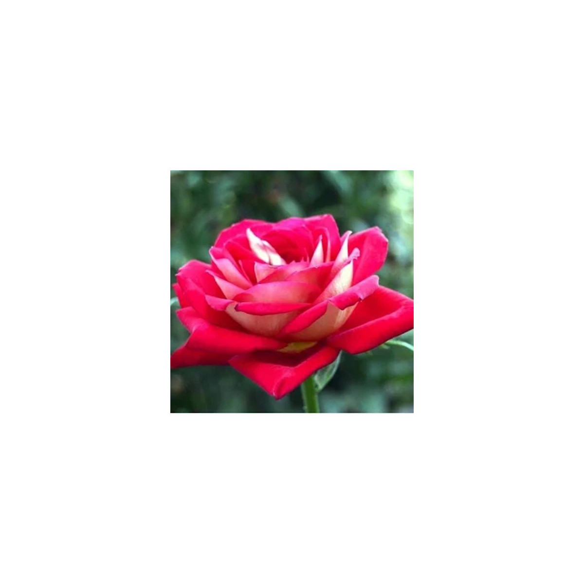 Růže velkokvětá keřová červenobílá - Rosa - prostokořenné sazenice růže - 1 ks