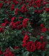 Růže velkokvětá keřová tmavě červená - Rosa - prostokořenné sazenice růže - 1 ks