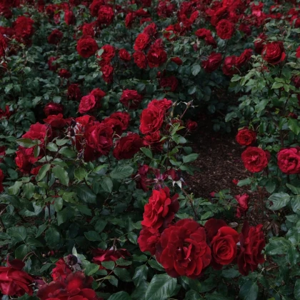 Růže velkokvětá keřová tmavě červená - Rosa - prostokořenné sazenice růže - 1 ks