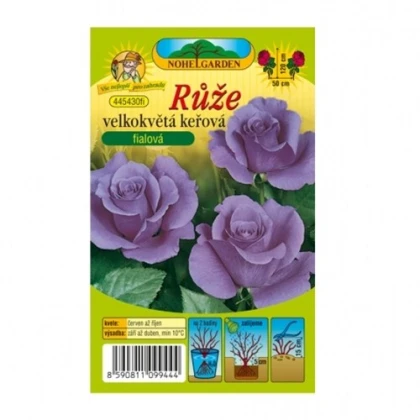 Růže velkokvětá keřová fialová - Rosa - prostokořenné sazenice růže - 1 ks