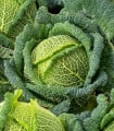 Kapusta hlávková Blistra F1 - Brassica oleracea - semena kapusty - 35 ks