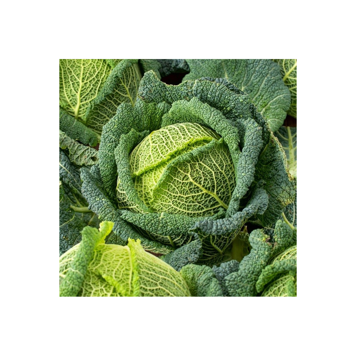 Kapusta hlávková Blistra F1 - Brassica oleracea - semena kapusty - 35 ks