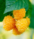 Maliník žlutý - Rubus idaeus - prostokořenné sazenice maliníku - 2 ks