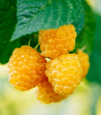 Maliník žlutý - Rubus idaeus - prostokořenná sazenice maliníku - 1 ks