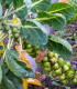 BIO Kapusta růžičková Groninger - Brassica oleracea - semena kapusty - 50 ks