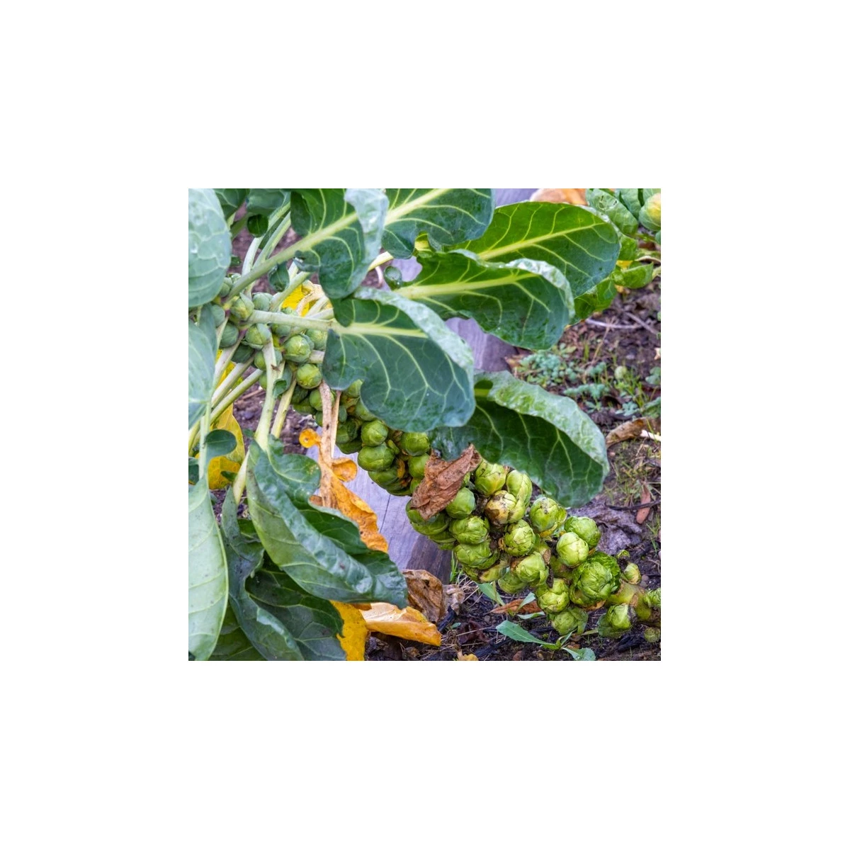 BIO Kapusta růžičková Groninger - Brassica oleracea - semena kapusty - 50 ks