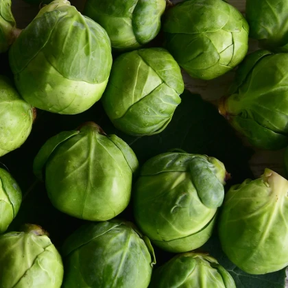 BIO Kapusta růžičková Nautic F1 - Brassica oleracea - semena kapusty - 20 ks