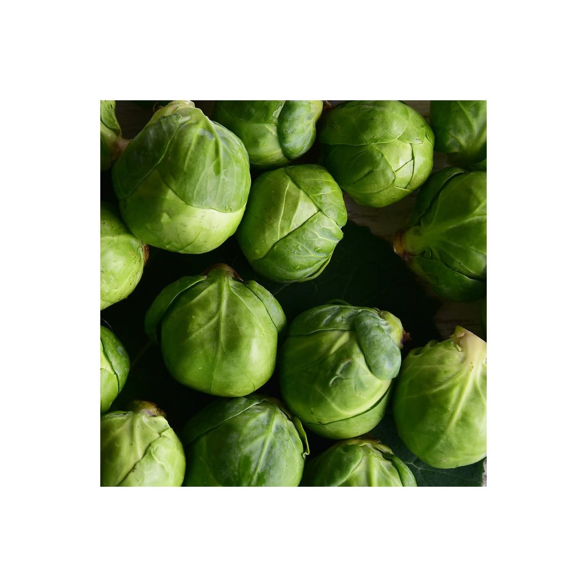 BIO Kapusta růžičková Nautic F1 - Brassica oleracea - semena kapusty - 20 ks