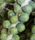 BIO Kapusta růžičková Igor F1 - Brassica oleracea - semena kapusty - 20 ks