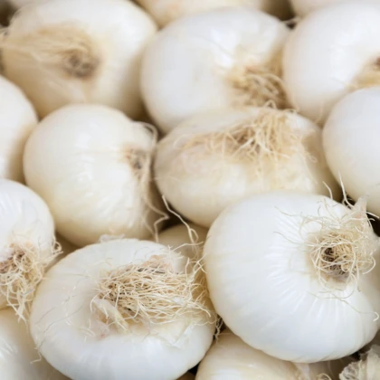 Cibule Ranila - Allium cepa - semena cibule - 100 ks