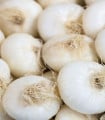 Cibule Ranila - Allium cepa - semena cibule - 100 ks
