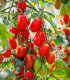Rajče Roma - Solanum lycopersicum - semena rajčete - 65 ks