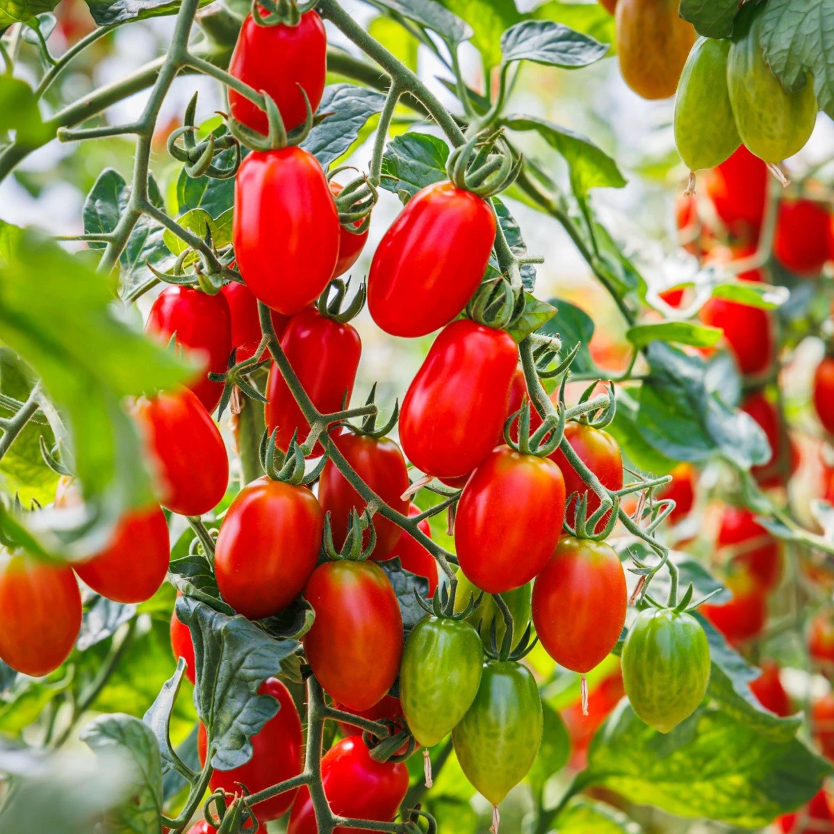 Rajče Roma - Solanum lycopersicum - semena rajčete - 35 ks