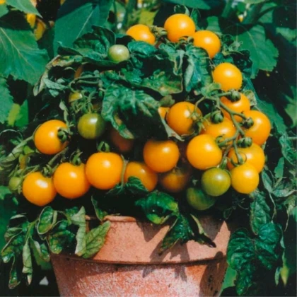 Rajče Venus - Solanum lycopersicum - semena rajčete - 10 ks
