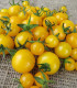 Rajče Goldkrone - Solanum lycopersicum - semena rajčete - 10 ks