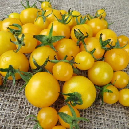 Rajče Goldkrone - Solanum lycopersicum - semena rajčete - 20 ks