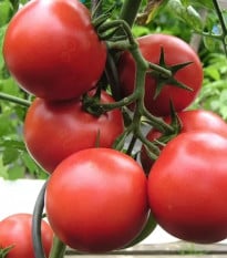 Rajče Harzfeuer - Solanum lycopersicum - semena rajčete - 6 ks