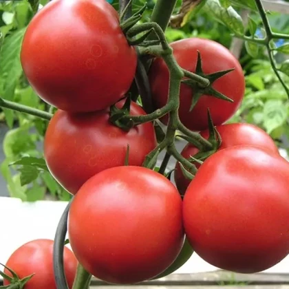 Rajče Harzfeuer - Solanum lycopersicum - semena rajčete - 6 ks