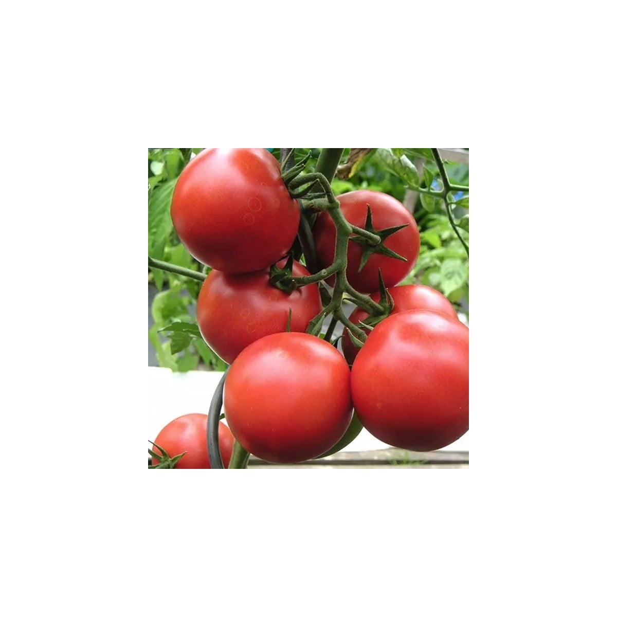 Rajče Harzfeuer - Solanum lycopersicum - semena rajčete - 6 ks
