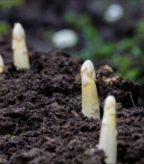 Chřest lékařský Argenteuil k bělení - Asparagus officinalis - semena chřestu - 30 ks